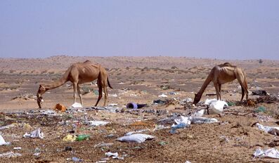 Camel mistaking plastic as food